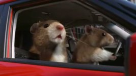 kia soul hamsters.jpg