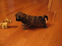 IMG_0229.jpg