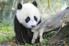 panda_1_s640x427.jpg