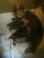 kittys2_zpsbd6f5408.jpg
