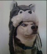 husky.jpg