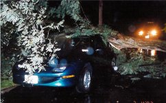 stupidTree.jpg