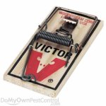 victor_mouse_trap_comp.jpg.thumb_1024x1024.jpg