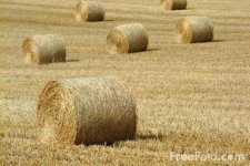 Hay.jpg